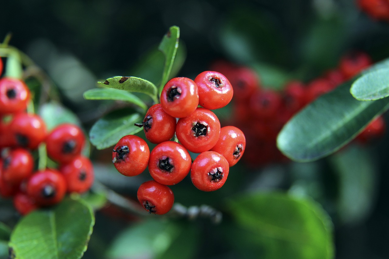 上海合作组 上海合作组